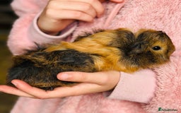 Guinea Pig rodents for sale: Male guinea pig - Image 3