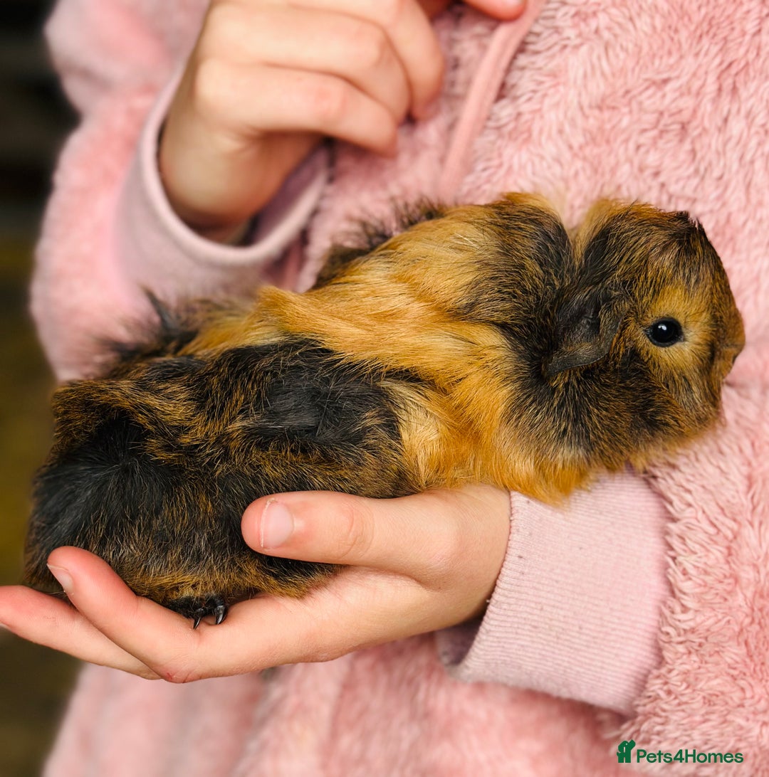Guinea Pig rodents for sale: Male guinea pig - Image 3