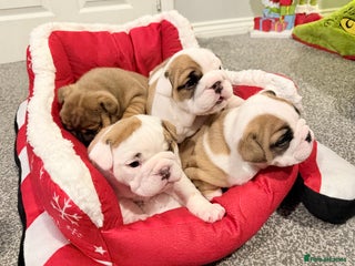 English Bulldog dogs KC REGISTERED ENGLISH BULLDOG PUPPIES TOP QUALITY - Advert 1