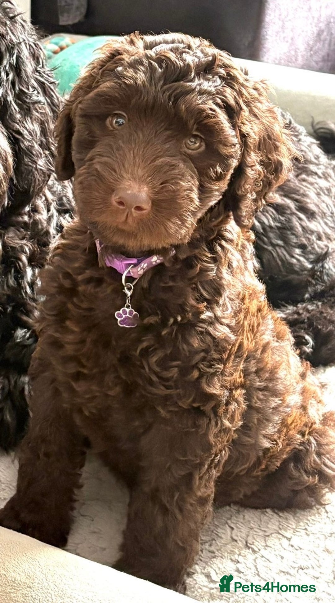 Labradoodle dogs for sale: Waiting List Multigenerational Labradoodles  - Image 15
