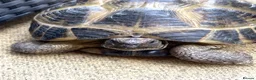 Tortoise reptiles for sale: Horsfield tortoises  - Advert 4