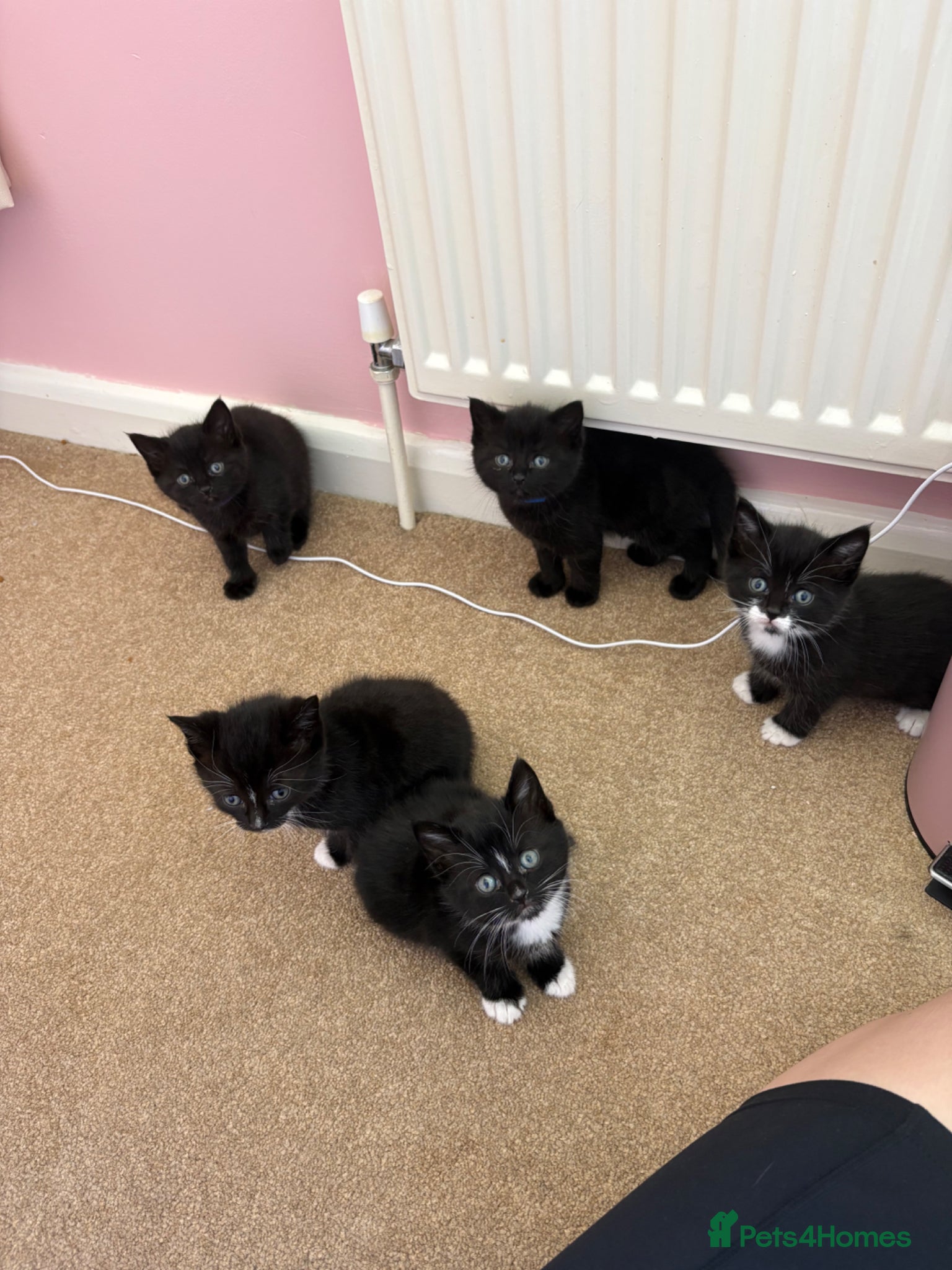 Mixed Breed cats Gorgeous kittens for sale🤍 - Advert 3