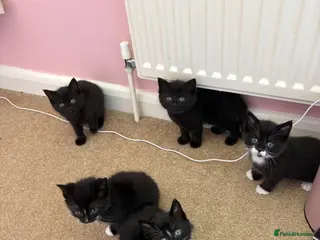 Mixed Breed cats Gorgeous kittens for sale🤍 - Advert 18