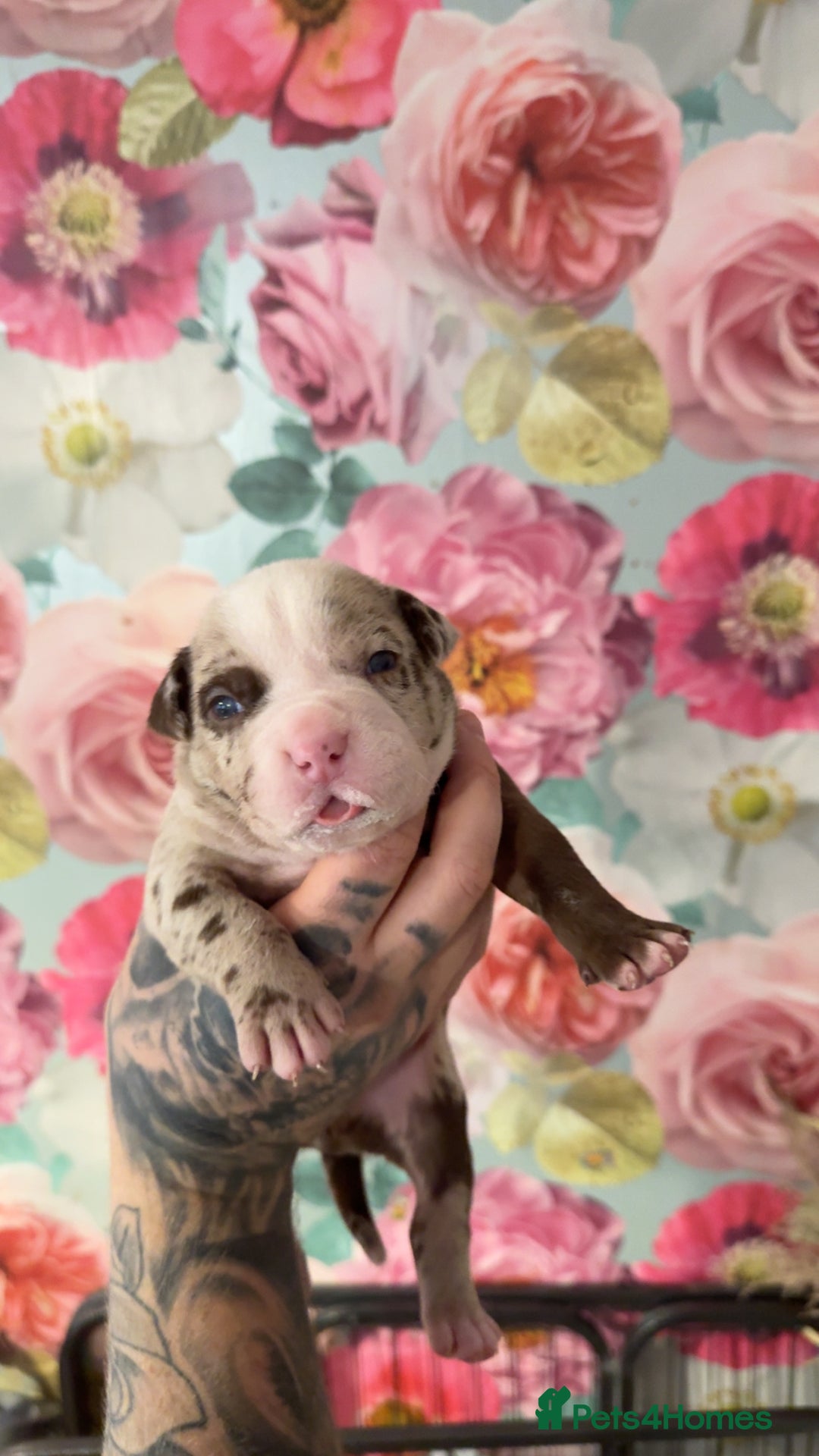 American Bully dogs for sale: American Bully Pups - Image 1