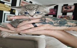 Sphynx cats for sale: For sale I have seven adorable kittens sphynx  - Image 7