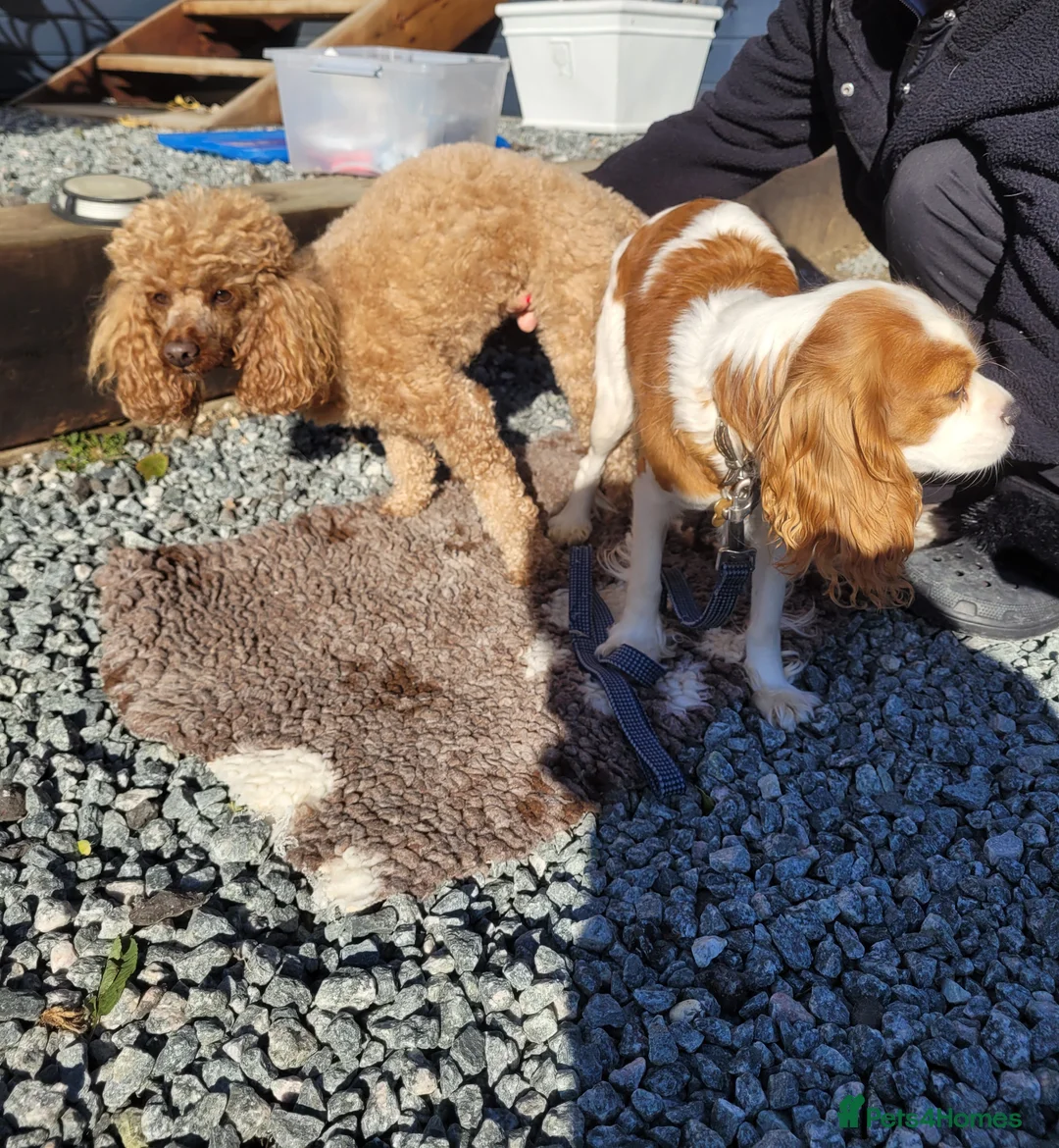 Cavapoo dogs for sale: Cavapoo puppys  - Advert 3