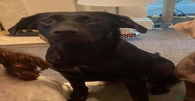 Labrador Retriever dogs - Advert 5