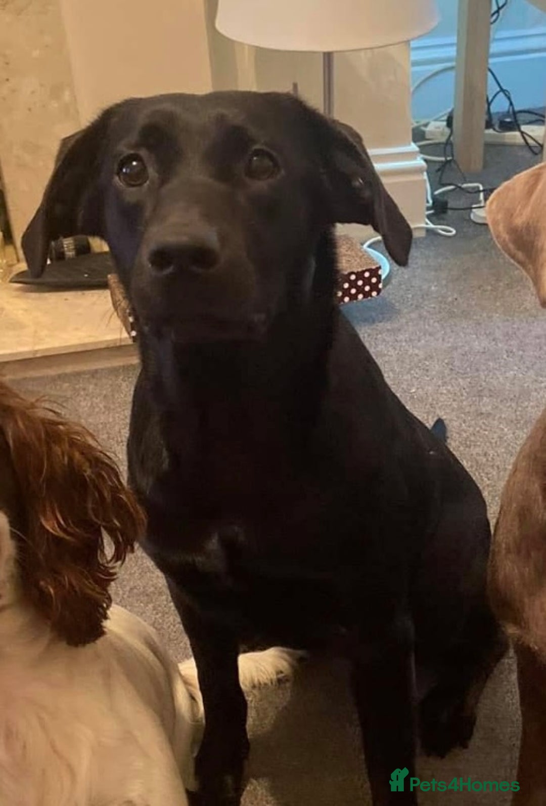 Labrador Retriever dogs for sale: Beautiful female labrador  - Image 2