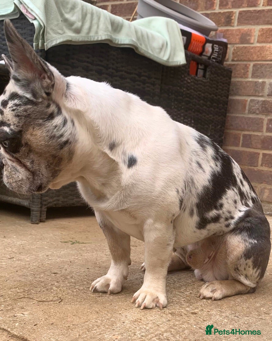 French Bulldog dogs pup-back deal|7 panel clear|MAJOR DISCOUNT - Advert 21