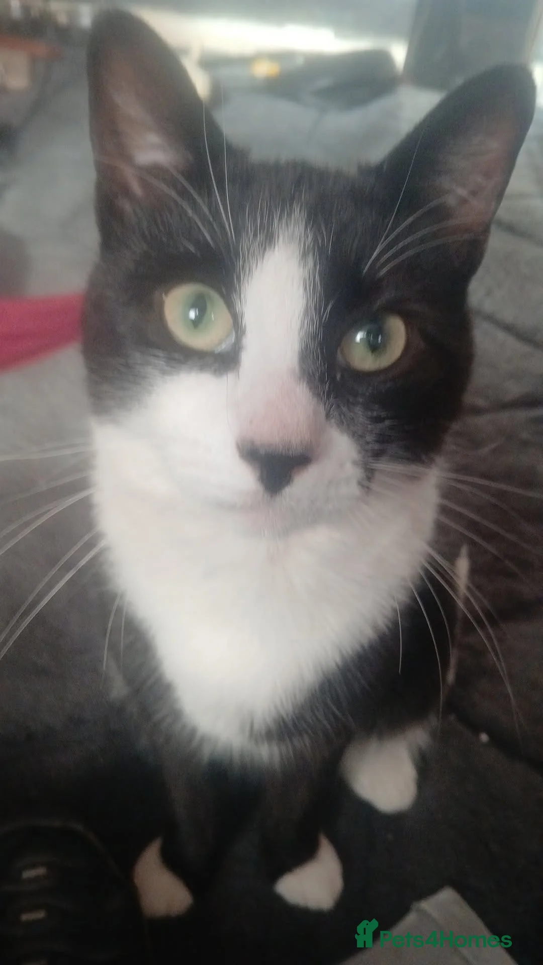 Domestic Shorthair cats for sale: male tuxedo cat - Advert 12
