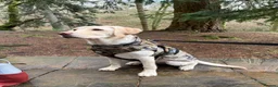 Labrador Retriever dogs for stud: Well-Trained Labrador Stud. Calm Temperament - Advert 6