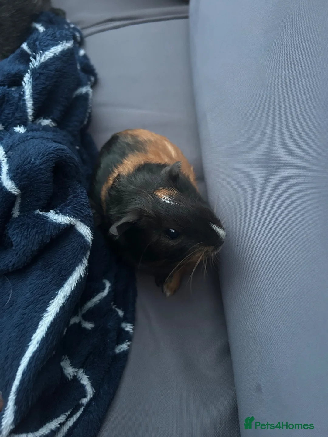 Guinea Pig rodents for sale: 10 week old male guinea pigs  - Advert 2