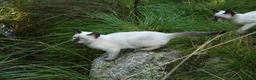 Siamese cats for sale: Adorable Siamese Kittens in Inverness - Advert 21