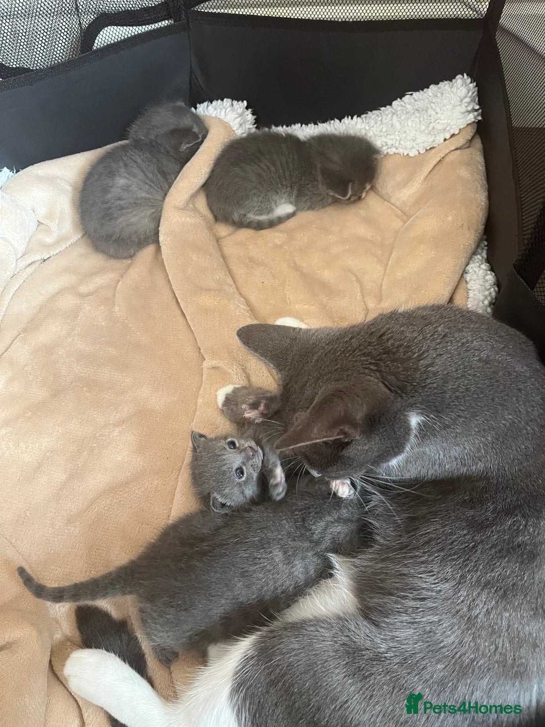Mixed Breed cats for sale: Grey kittens  - Image 11