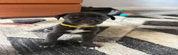 Lurcher dogs for sale: Bull cross lurcher pups  in Carluke - Advert 1