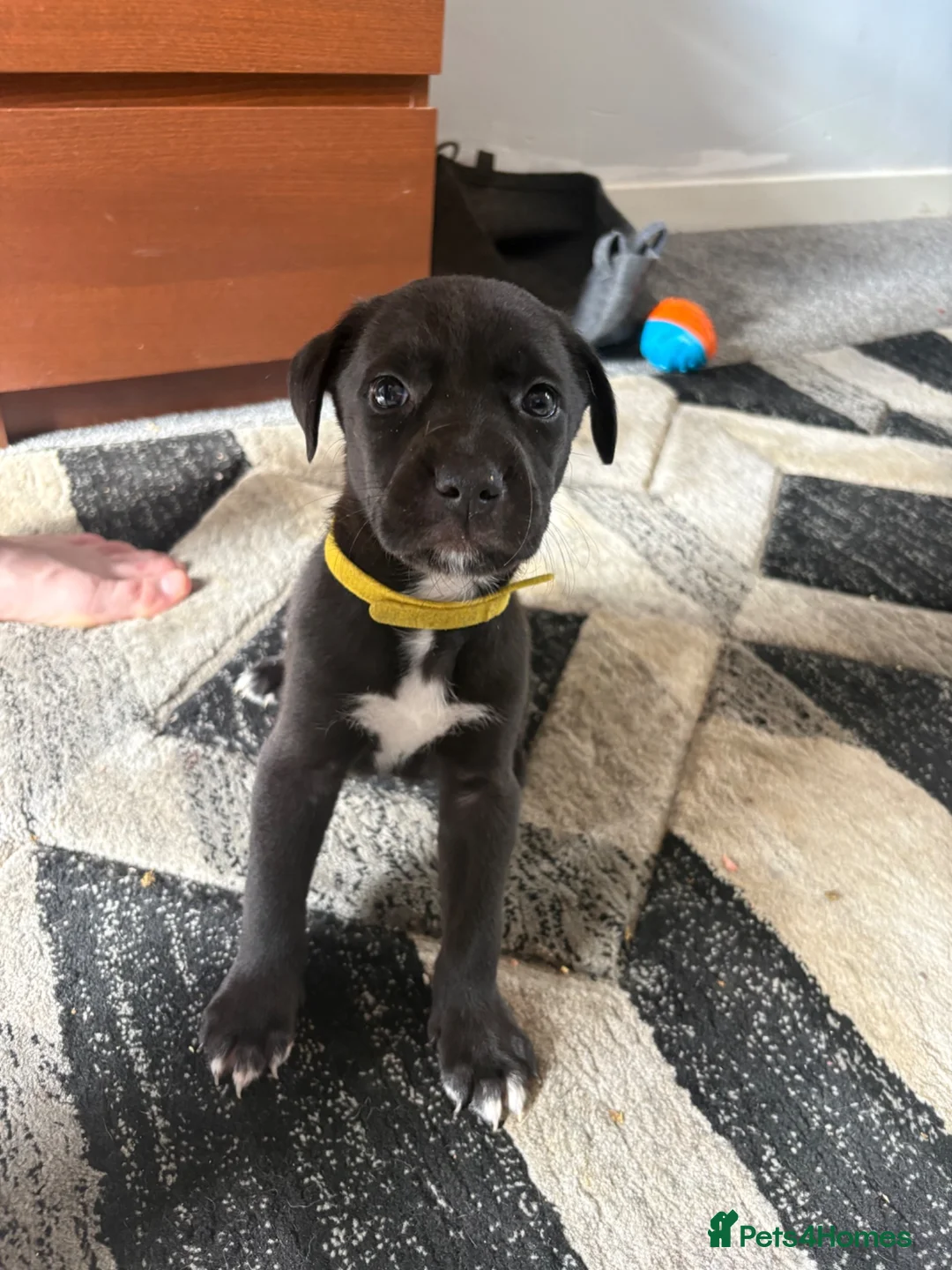 Lurcher dogs for sale: Bull cross lurcher pups  in Carluke - Advert 1
