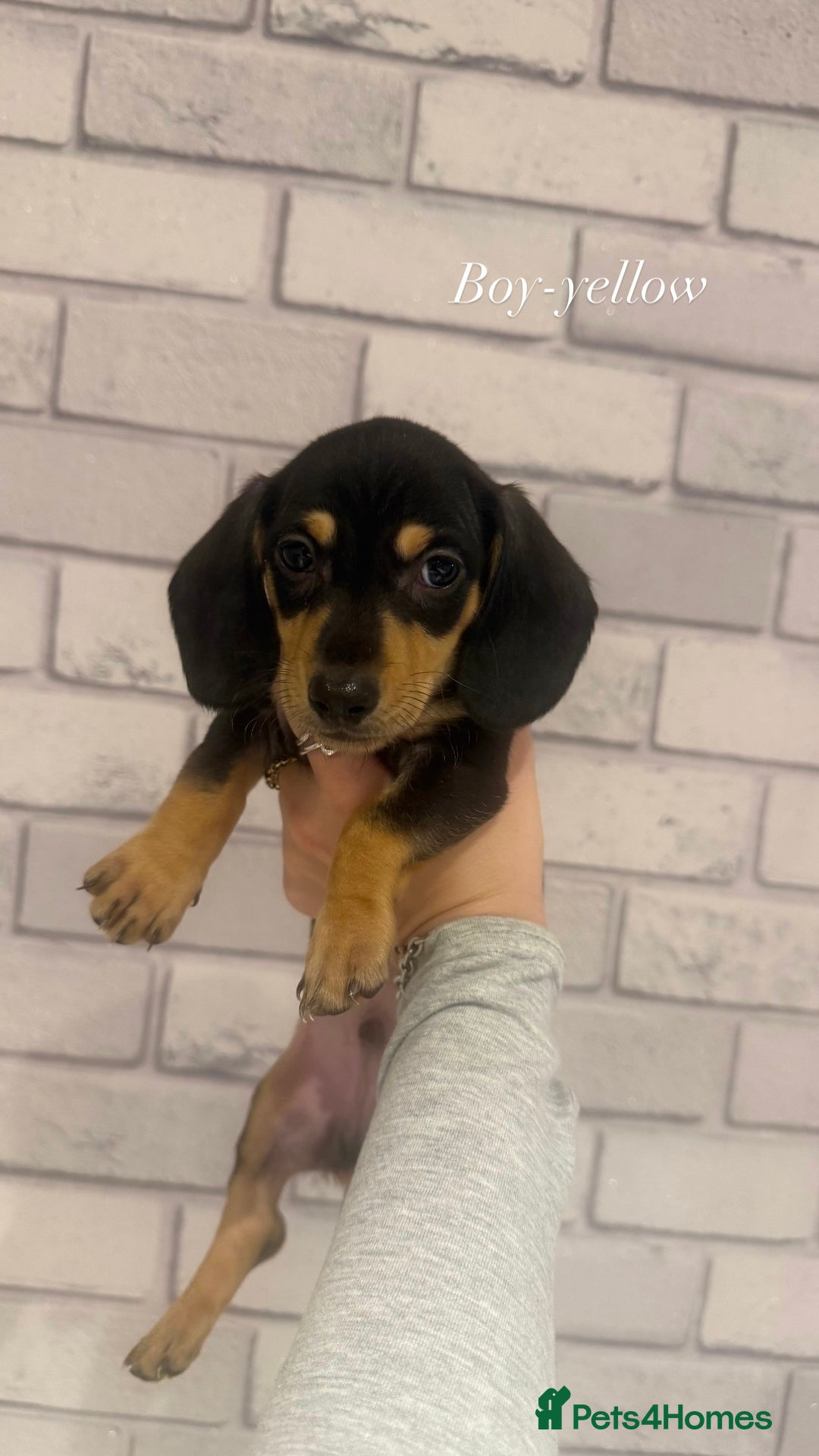 Miniature Dachshund dogs for sale: Miniature dachshunds  - Advert 5