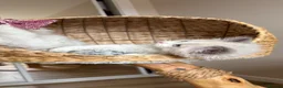 Ragdoll cats for sale: Pedigree Ragdoll Registered Kittens  🌸  - Advert 9
