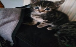 Mixed Breed cats for sale: 5 Beautiful Tabby Kittens - Image 4