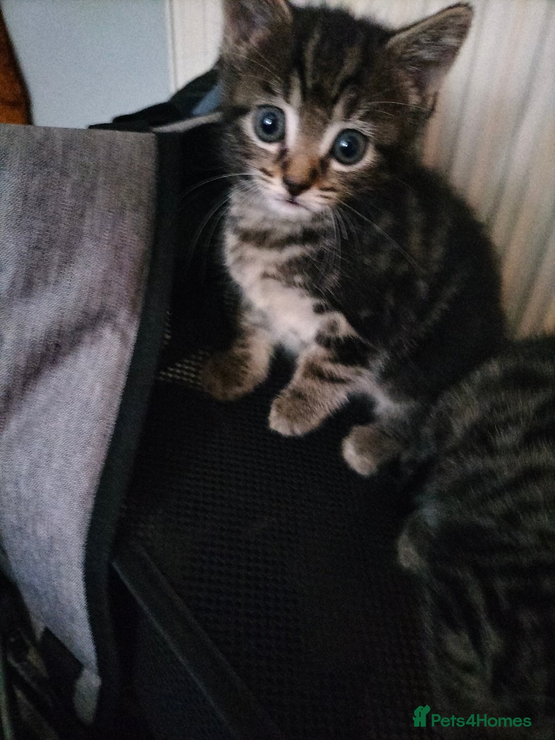 Mixed Breed cats for sale: 5 Beautiful Tabby Kittens - Image 4