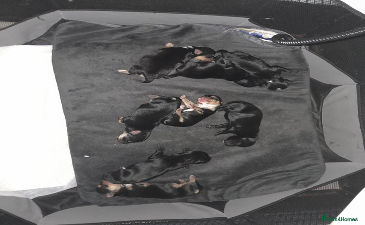 Yorkshire Terrier dogs Red legged yorkie - Advert 1