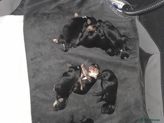 Yorkshire Terrier dogs Red legged yorkie - Advert 1