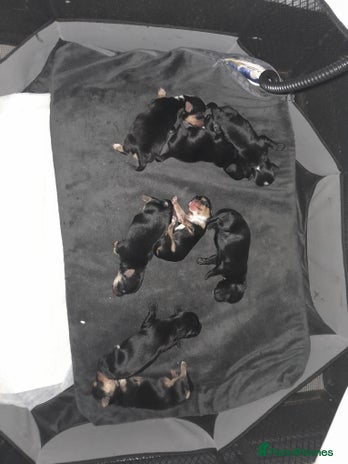 Yorkshire Terrier dogs Red legged yorkie - Advert 1