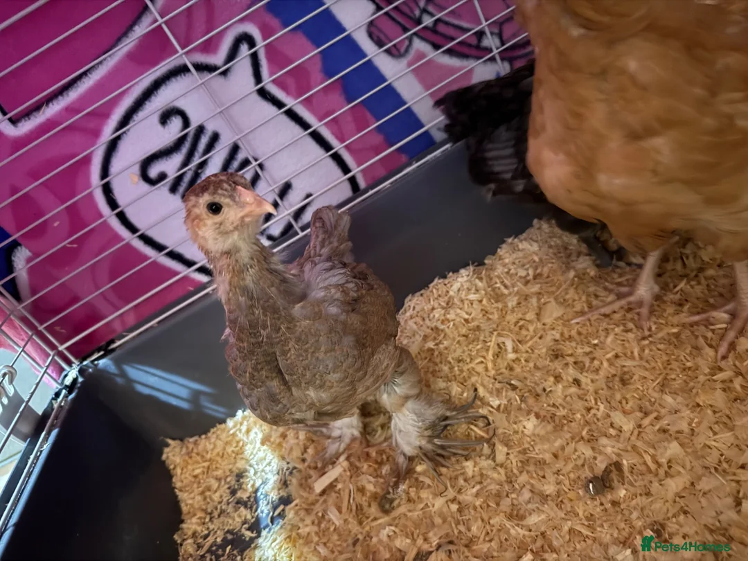 Chickens poultry for sale: Chicks for sale  in Coventry - Advert 2