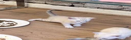Bengal cats for sale: Snow/Leopard Bengal Kittens- Last One Left - Ready - Advert 15