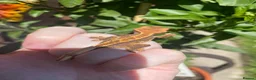 Gecko reptiles for sale: Crested Gecko Babies - Advert 4