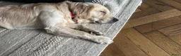 Golden Retriever dogs for sale: Male Golden Retriever (13 months old) in Newtownards - Advert 8