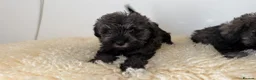 Schnoodle dogs for sale: Schnoodle puppies for sale  - Advert 12