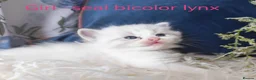 Ragdoll cats for sale: GCCF REGISTERED BEAUTIFUL RAGDOLLS KITTENS  - Advert 6