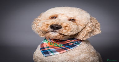 Labradoodle dogs in Warrington - Advert 15