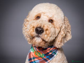 Labradoodle dogs Proven Extensive DNA health checked Stud in Warrington - Advert 8