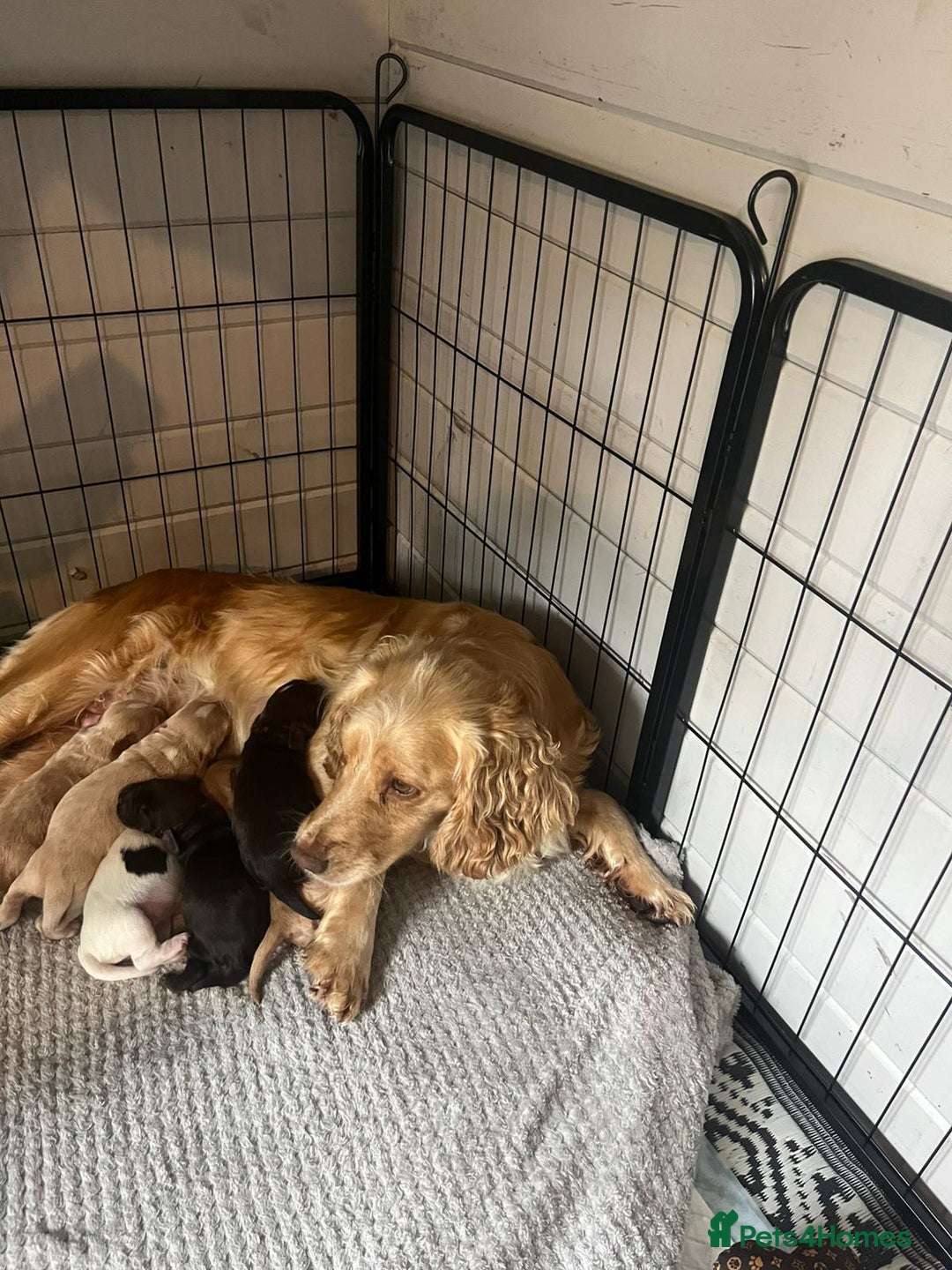 Cocker Spaniel dogs for sale: KC FTCH working cocker spaniel puppy’s  - Image 3