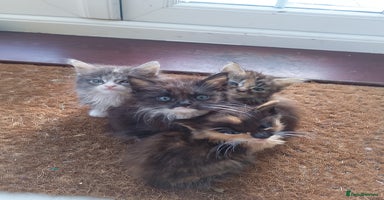 Maine Coon cats - Advert 5