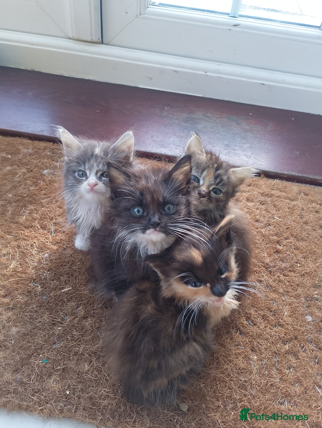 Maine Coon cats for sale: Maine Coon Cross Kittens - Image 2