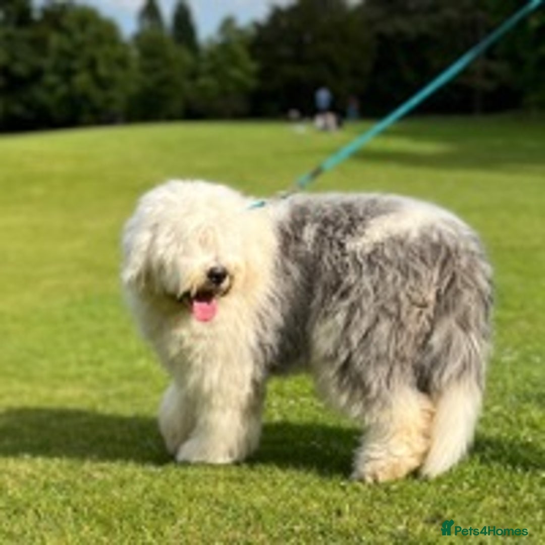 Old English Sheepdog dogs for stud: Stud KC Old English Sheepdog in Peterborough - Image 6