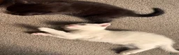 Mixed Breed cats for sale: One female kitten  - Advert 7