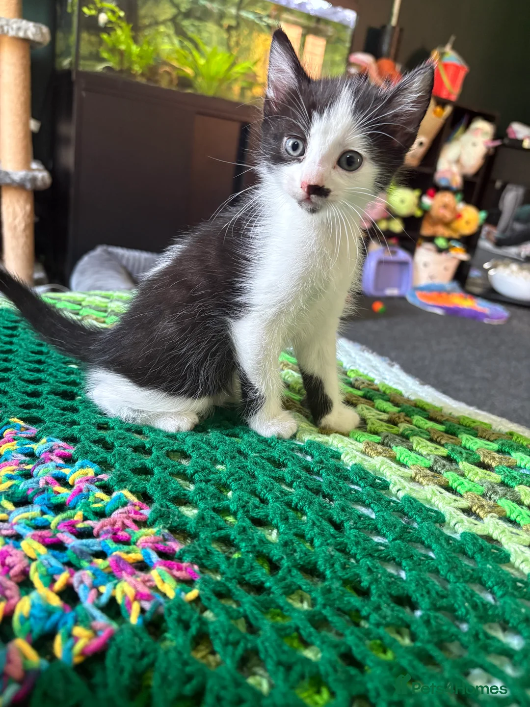 Mixed Breed cats for sale: Kittens ready for their forever home  - Advert 5