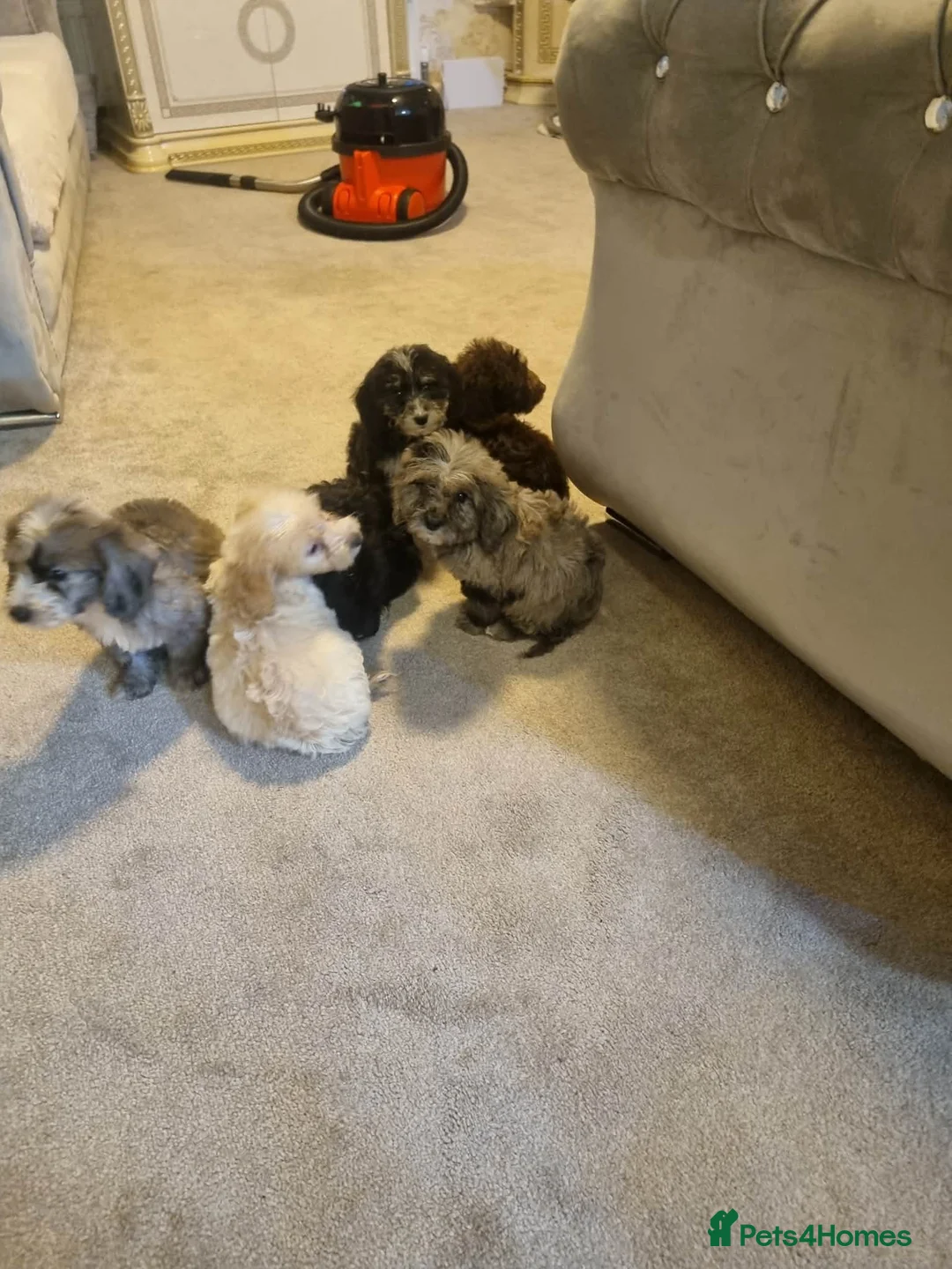 Cockapoo dogs for sale: Beautiful cockapoo  - Advert 19