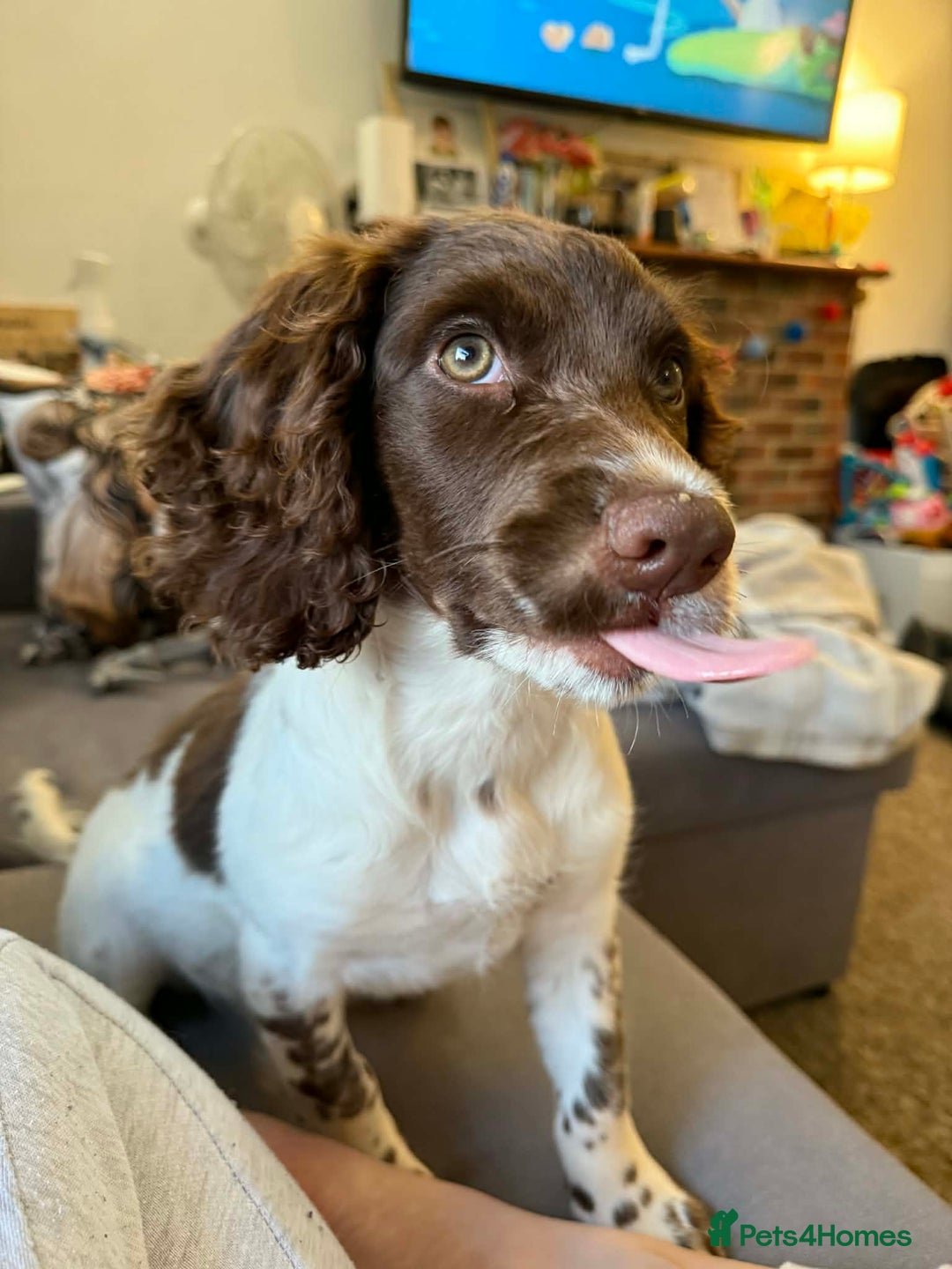 English Springer Spaniel dogs for sale: Very reluctant sale - Advert 3