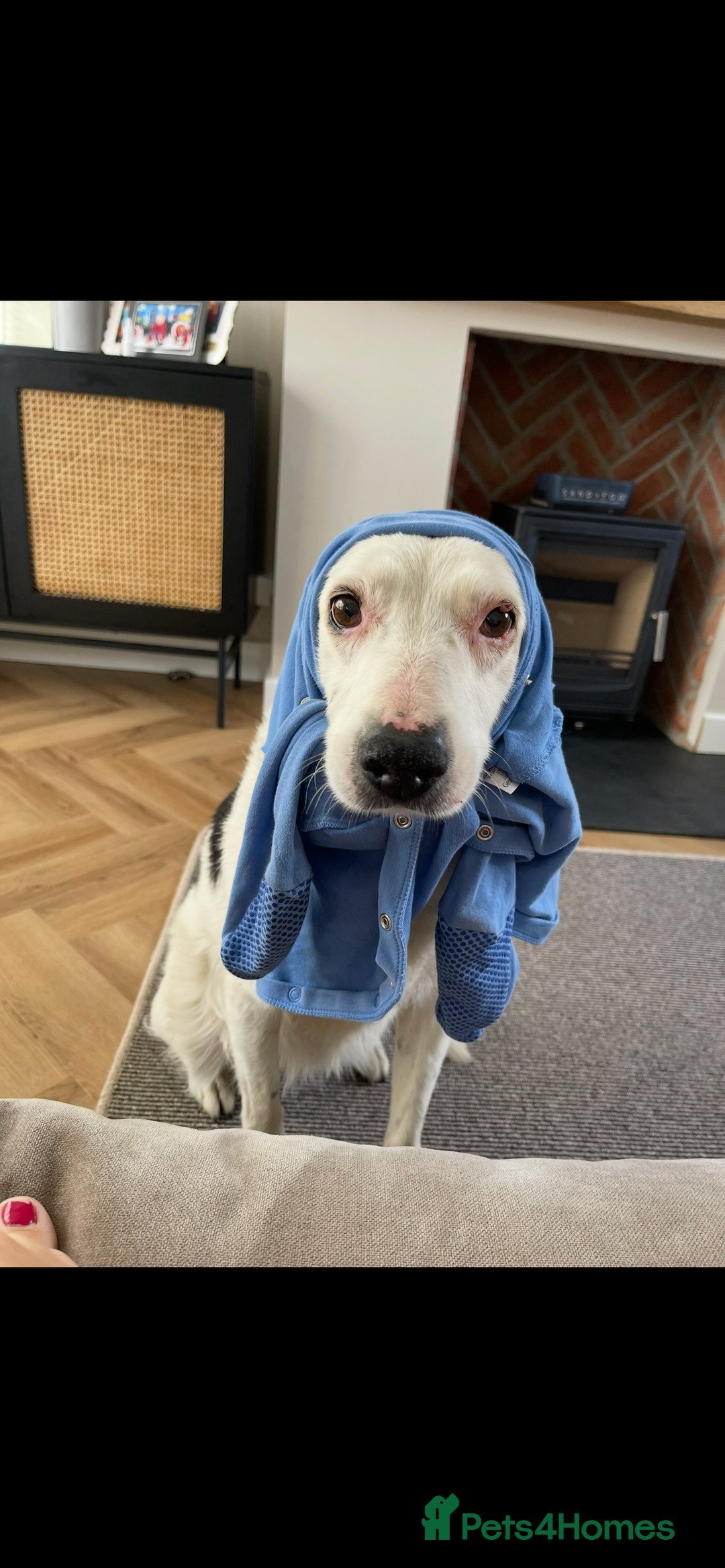 Mixed Breed dogs for sale: Rosie  - Advert 1