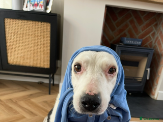 Mixed Breed dogs Rosie - Advert 7