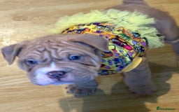 Mixed Breed dogs for sale: Bullpei  - Image 6