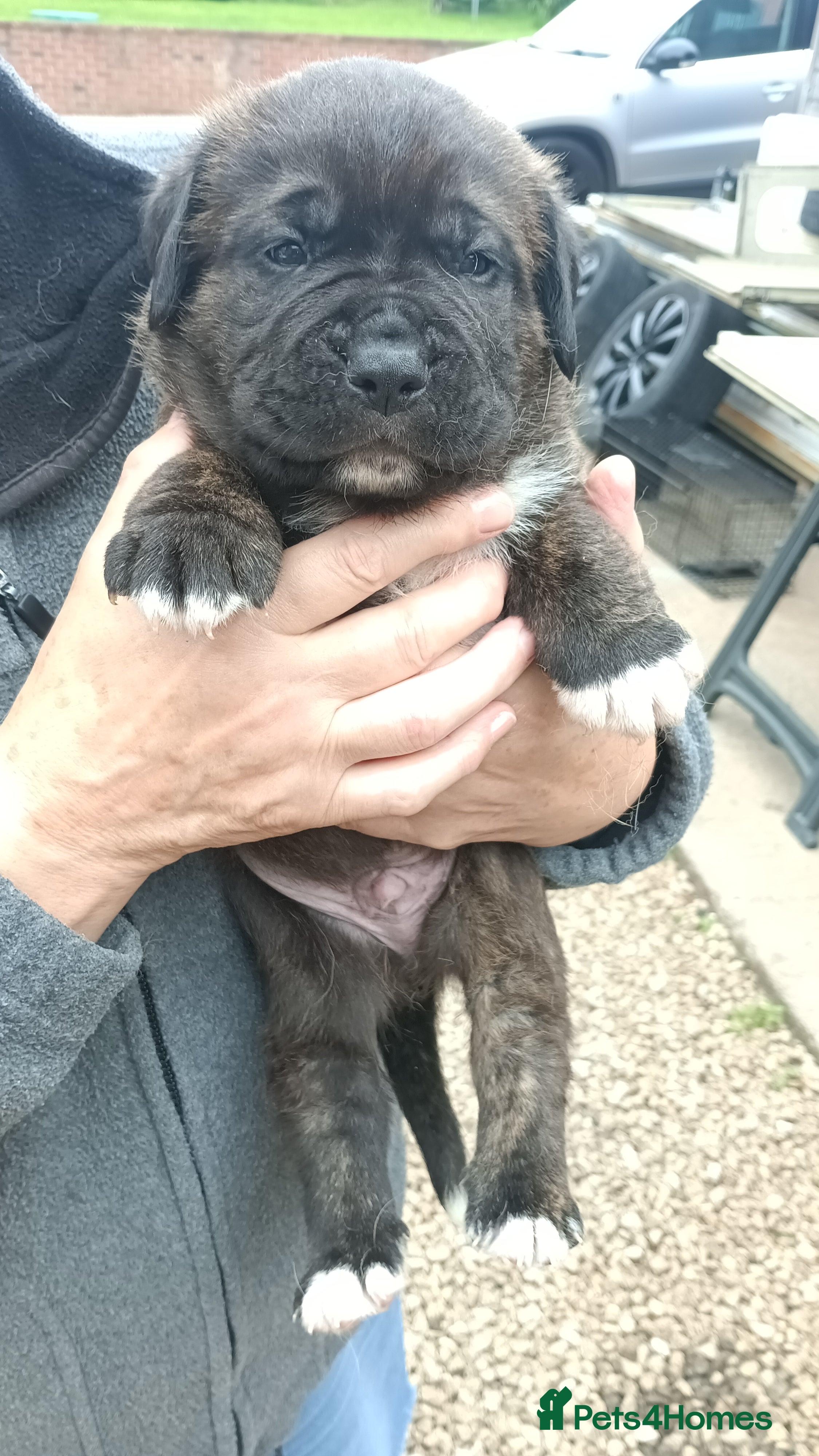 Mixed Breed dogs Saint Bernard Neapolitan x Boerboel Neapolitan  - Advert 2