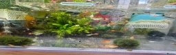 Platies fish for sale: Beautiful small Platy, Guppy Molly &Pleco-HobbyTK - Advert 13