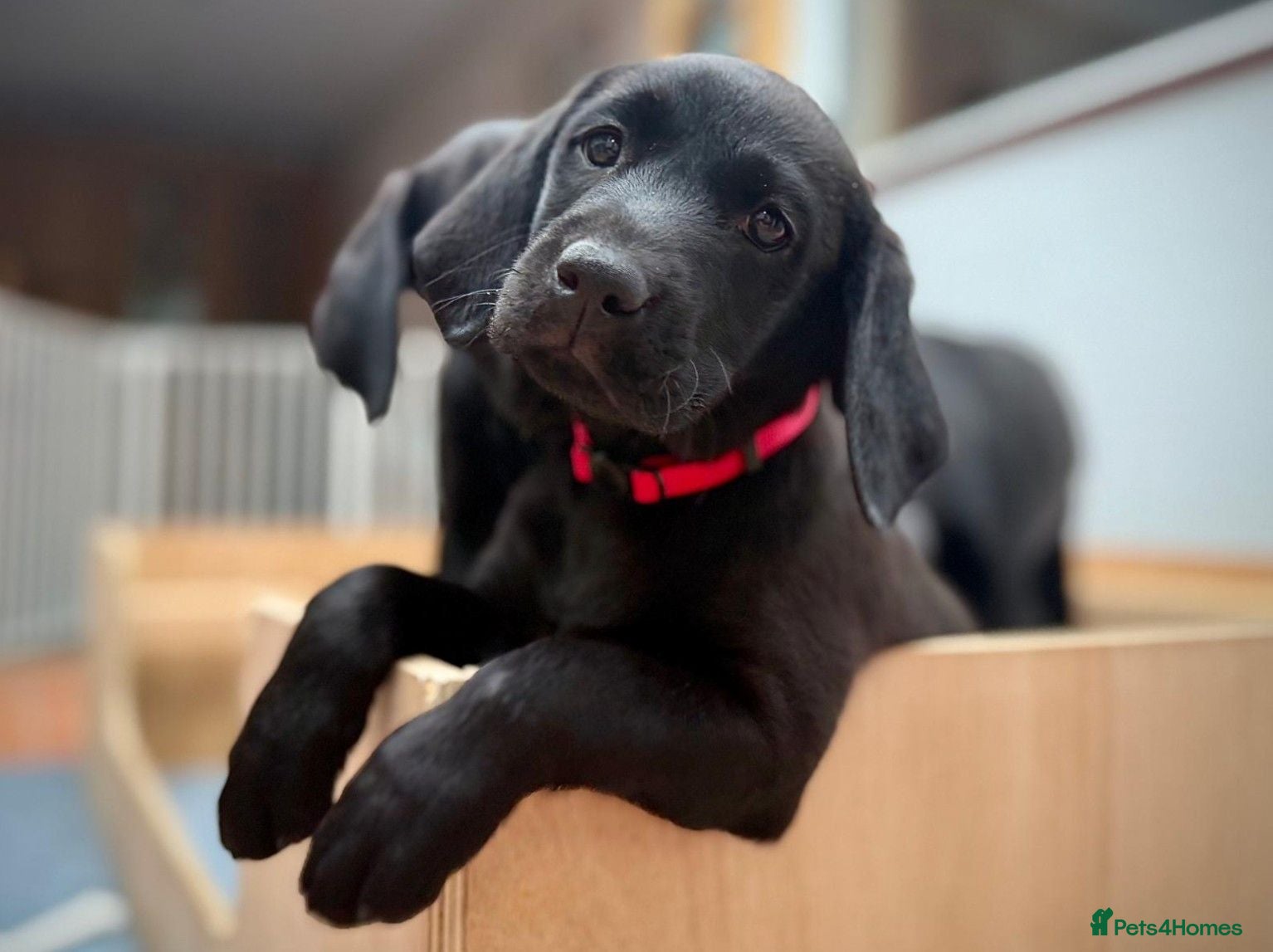 Labrador Retriever dogs REDUCED to sell our last KC lab girl pup - Advert 2