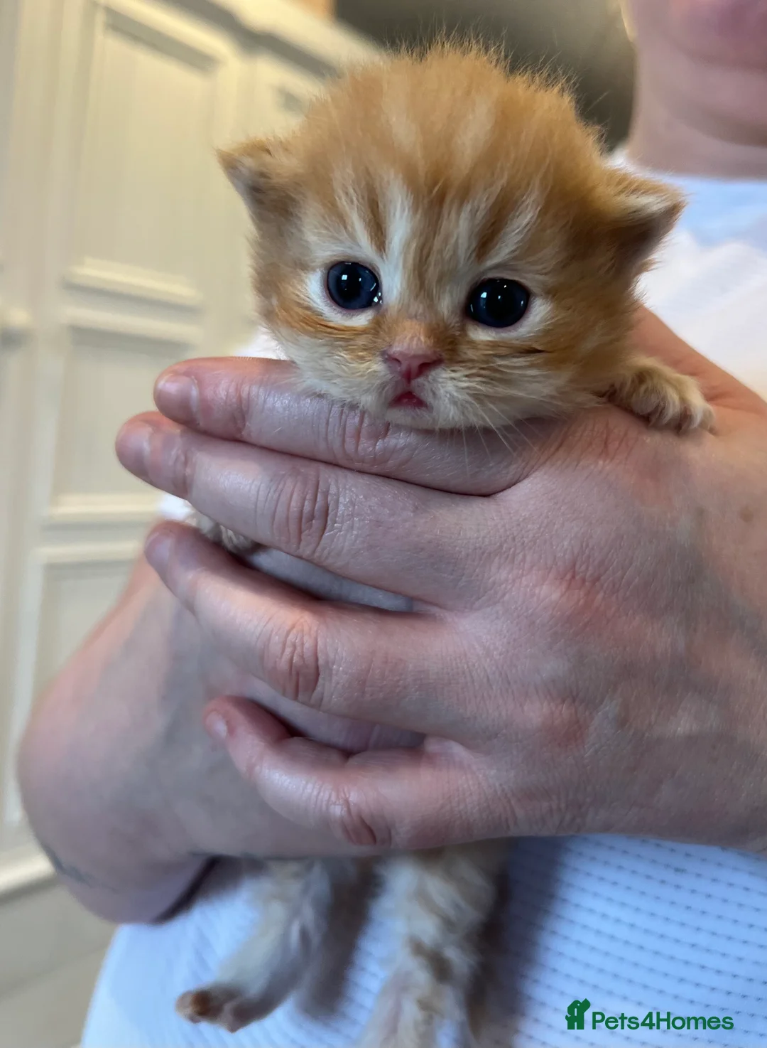 Persian cats for sale: *Last 2* Gorgeous litter of Persians  - Advert 23